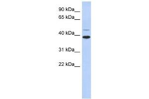 RNF121 antibody used at 1 ug/ml to detect target protein. (RNF121 Antikörper  (Middle Region))