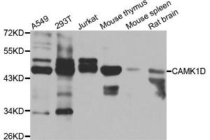 Western blot analysis of extracts of various cell lines, using CAMK1D antibody. (CAMK1D Antikörper)