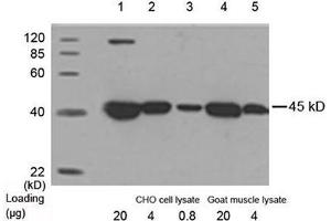 Detection antibody: 1 µg/mL Anti-beta-Actin [HRP] Monoclonal Antibody (Mouse) (ABIN396861) The signal was developed with LumiSensor HRP Substrate Kit (ABIN769939) . (beta Actin Antikörper  (HRP))