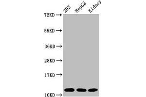 Western Blot Positive WB detected in:293 whole cell lysate, HepG2 whole cell lysate, Mouse kidney tissue All lanes:Acetyl-Histone H4 (K16) antibody at 1. (Rekombinanter HIST1H4A Antikörper  (acLys16))