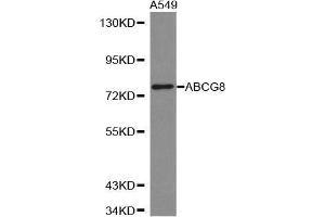 Western blot analysis of extracts of A549 cell lines, using ABCG8 antibody. (ABCG8 Antikörper  (AA 1-320))
