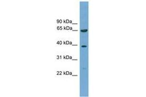 Image no. 1 for anti-Kelch-Like 20 (KLHL20) (AA 481-530) antibody (ABIN6745579) (KLHL20 Antikörper  (AA 481-530))