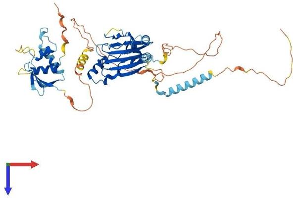 IRF5 Protein (AA 1-497) (His tag)