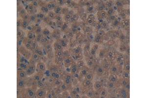IHC-P analysis of Mouse Tissue, with DAB staining. (APOC3 Antikörper  (AA 21-99))