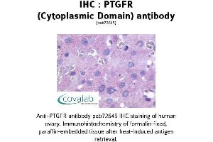 Image no. 1 for anti-Prostaglandin F Receptor (FP) (PTGFR) (2nd Cytoplasmic Domain) antibody (ABIN1738571)