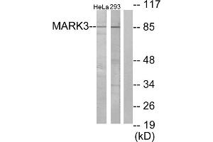 Western blot analysis of extracts from HeLa cells and 293 cells, using MARK3 antibody. (MARK3 Antikörper  (N-Term))