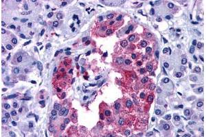 Anti-GIPR antibody  ABIN1048658 IHC staining of human pancreas. (GIPR Antikörper  (N-Term))