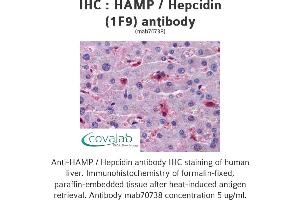 Image no. 2 for anti-Hepcidin Antimicrobial Peptide (HAMP) (AA 25-85), (full length) antibody (ABIN1723595) (Hepcidin Antikörper  (full length))