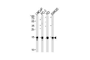 Western Blotting (WB) image for anti-Transcription Elongation Factor A (SII)-Like 1 (TCEAL1) (AA 1-30), (N-Term) antibody (ABIN1538827)