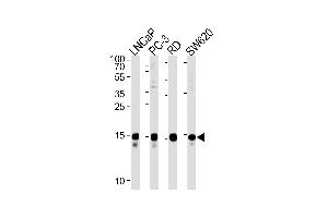 TCEAL1 Antibody (N-term) (ABIN1538827 and ABIN2849096) western blot analysis in LNCaP,PC-3,RD,S cell line lysates (35 μg/lane). (TCEAL1 Antikörper  (N-Term))