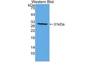 Western Blotting (WB) image for anti-Myxovirus Resistance Protein 1 (MX1) (AA 68-303) antibody (ABIN1980468)