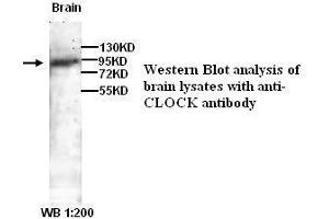 Image no. 1 for anti-Clock Homolog (Mouse) (CLOCK) antibody (ABIN790960) (CLOCK Antikörper)