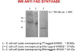 Western Blotting (WB) image for anti-FAD Synthetase antibody (ABIN5714637) (FAD Synthetase Antikörper)