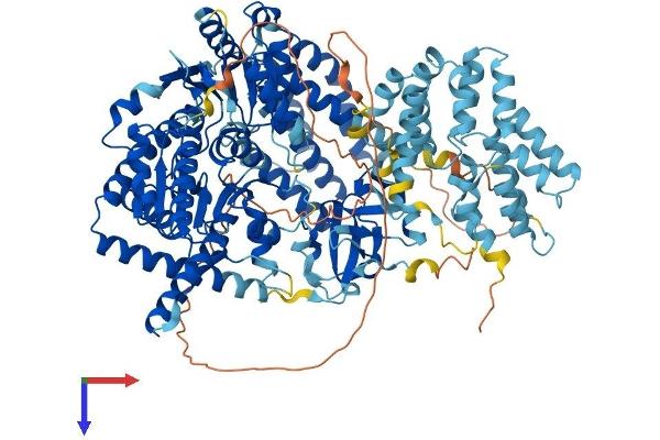 IFIH1 Protein (AA 1-1025) (His tag)