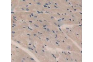 IHC-P analysis of Kidney tissue, with DAB staining. (HMCN1 Antikörper  (AA 22-153))
