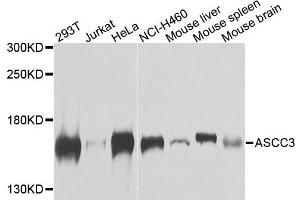 Western blot analysis of extracts of various cells, using ASCC3 antibody.