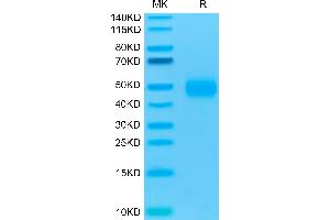 SDS-PAGE (SDS) image for CD47 (CD47) (AA 19-139) protein (His-Avi Tag,Biotin) (ABIN7274233)