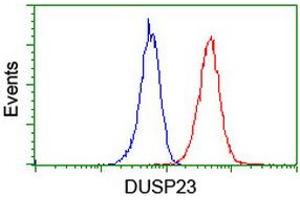 Image no. 12 for anti-Dual Specificity Phosphatase 23 (DUSP23) antibody (ABIN1497930) (DUSP23 Antikörper)