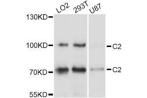 Western blot analysis of extracts of various cell lines, using C2 Antibody (ABIN5997334) at 1/1000 dilution. (Complement C2 Antikörper)