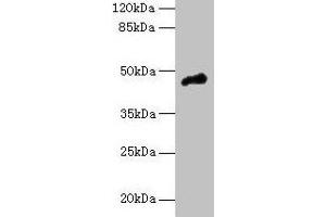 Western blot All lanes: CASQ1 antibody at 5 μg/mL + Mouse brain tissue Secondary Goat polyclonal to rabbit IgG at 1/10000 dilution Predicted band size: 46 kDa Observed band size: 46 kDa (Calsequestrin Antikörper  (AA 127-396))