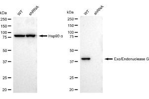 Western blotting analysis using Exo/endonuclease G antibody (ABIN7798438). (Rekombinanter EXOG Antikörper)