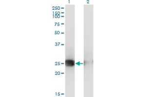 Western Blot analysis of MSC expression in transfected 293T cell line by MSC monoclonal antibody (M05), clone 4D7. (Musculin Antikörper  (AA 1-100))