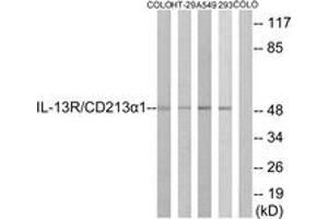 Western blot analysis of extracts from COLO/HT-29/A549/293 cells, using IL-13R/CD213 alpha1 (Ab-405) Antibody. (CD213alpha1 (AA 371-420) Antikörper)