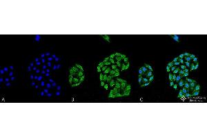 Immunocytochemistry/Immunofluorescence analysis using Mouse Anti-HSP70 Monoclonal Antibody, Clone 5A5 . (HSP70 Antikörper  (Atto 488))