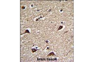 Formalin-fixed and paraffin-embedded human brain tissue reacted with PGLS Antibody , which was peroxidase-conjugated to the secondary antibody, followed by DAB staining. (PGLS Antikörper  (C-Term))