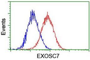 Flow cytometric Analysis of Hela cells, using anti-EXOSC7 antibody (ABIN2455520), (Red), compared to a nonspecific negative control antibody, (Blue). (EXOSC7 Antikörper)