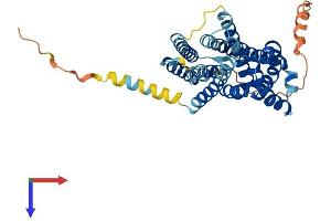 SLC35F2 Protein (AA 1-374) (His tag)