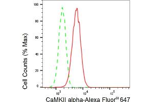 Flow cytometric analysis of CaMKII alpha expression in HT- cells using CaMKII alpha antibody (ABIN7797832), 1:2,000). (Rekombinanter CAMK2A Antikörper)