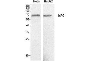 Western Blot (WB) analysis of HeLa, HepG2 cells using MAG Polyclonal Antibody. (MAG Antikörper  (Internal Region))