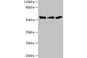 Western blot All lanes: TFCP2 antibody at 1. (TFCP2 Antikörper  (AA 1-280))