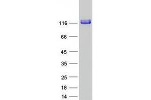 Western Blotting (WB) image for Platelet/endothelial Cell Adhesion Molecule (PECAM1) protein (Myc-DYKDDDDK Tag) (ABIN2713635)