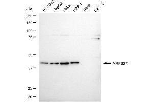 Western blotting analysis using MRPS27 antibody (ABIN7799436).