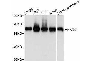 Western blot analysis of extracts of various cell lines, using NARS antibody. (NARS Antikörper  (AA 309-548))