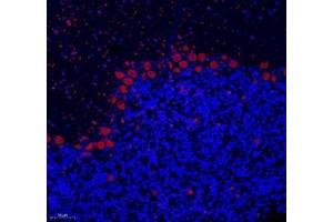 Immunofluorescence of paraffin embedded rat cerebellum using NOVA2 (ABIN7074810) at dilution of 1: 200 (200x lens)