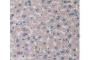 IHC-P analysis of Mouse Tissue, with DAB staining. (PEDF Antikörper  (AA 19-389))