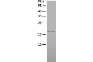 Western Blotting (WB) image for N(alpha)-Acetyltransferase 50, NatE Catalytic Subunit (NAA50) (AA 1-169) protein (His tag) (ABIN7124098) (NAA50 Protein (AA 1-169) (His tag))