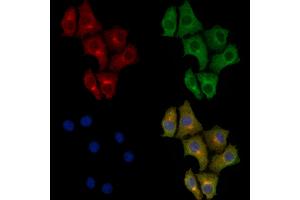 ABIN6259275 and ABIN6273382 staining HepG2 cells by IF/ICC. (PDHA2 Antikörper  (C-Term))
