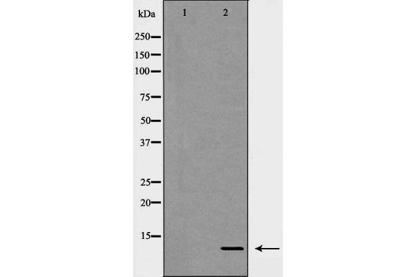 CXCL1 Antikörper  (Internal Region)