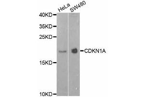 Western blot analysis of extracts of various cell lines, using CDKN1A antibody (ABIN4903234) at 1:1000 dilution. (p21 Antikörper)