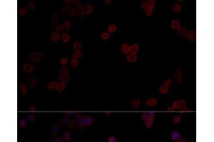 Immunofluorescence analysis of HeLa cells using PPP5C Polyclonal Antibody at dilution of 1:100 (40x lens). (PP5 Antikörper)