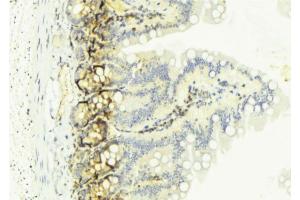 ABIN6274128 at 1/100 staining Mouse colon tissue by IHC-P. (TNFSF13 Antikörper  (Internal Region))