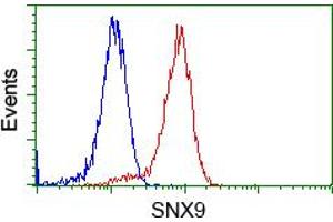 Image no. 1 for anti-Sorting Nexin 9 (SNX9) antibody (ABIN1501048) (SNX9 Antikörper)