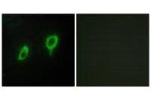 Immunofluorescence analysis of COS7 cells, using 14-3-3 γ antibody. (14-3-3 gamma Antikörper)
