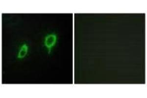 Immunofluorescence analysis of COS7 cells, using 14-3-3 γ antibody. (14-3-3 gamma Antikörper)