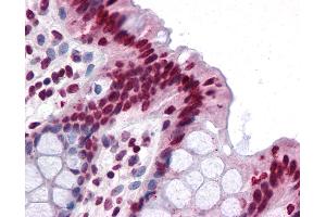 Anti-FAM59B antibody IHC of human colon. (FAM59B Antikörper  (C-Term))