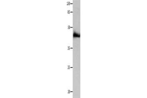 Western Blotting (WB) image for anti-Purinergic Receptor P2Y, G-Protein Coupled, 2 (P2RY2) antibody (ABIN2431743) (P2RY2 Antikörper)